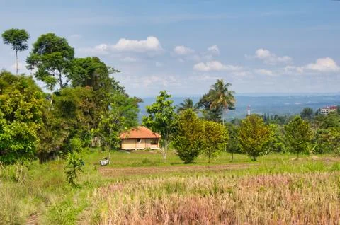 Landscape of paddy fields Stock Photos