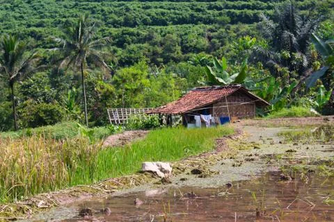 Landscape of paddy fields 库存照片