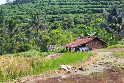 Landscape of paddy fields Stock Photos