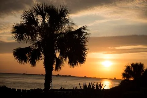 Landscape - Palm Tree Horizontal - Sullivan's Island - Sunset Stock Photos