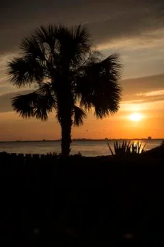 Landscape - Palm Tree Vertical - Sullivan's Island - Sunset Stock Photos
