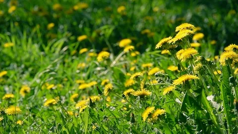 Landscape panning view with grass and dandelions. Видео 123428136