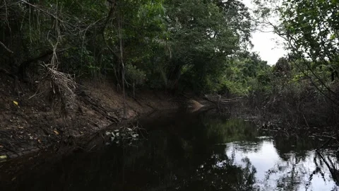 Landscape of a Pantanal stream surrounded by trees and roots. tree, dark water Stock Footage 345664162