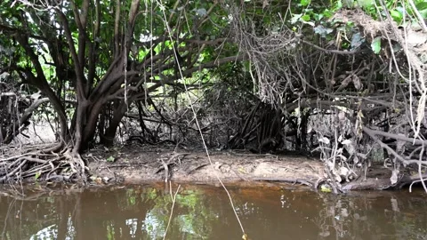 Landscape of a Pantanal stream surrounded by trees and roots. dark water Stock Footage 345664183