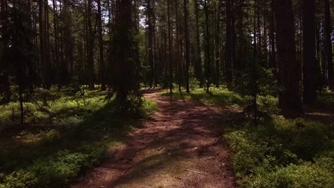 Landscape parallax effect on a forest path Stock-Footage 247505326