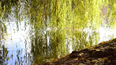 Landscape in the park by the river Видео 81795330