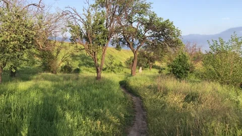 Landscape in the park with trees and grass Stock Footage 159273783
