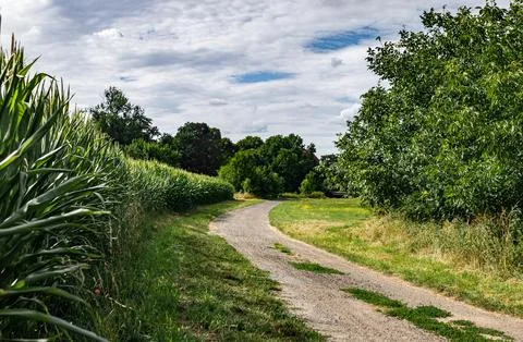 Landscape of path among fields in western Poland with bright colors Foto stock
