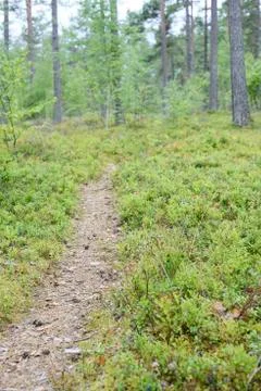 Landscape with a path in the forest, blurred image Foto stock