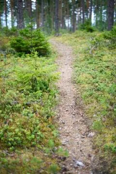 Landscape with a path in the forest, blurred image Stock Photos