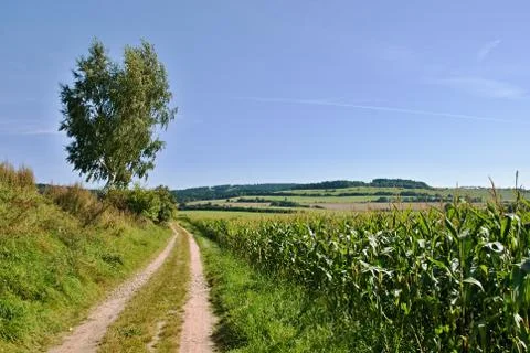 Landscape with path, tree and corn field Stock Photos