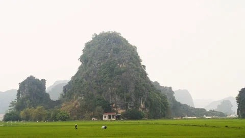 Landscape of people working on rice fields between mountains, ninh binh province Stock Footage 147351472