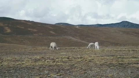 Landscape of the Peruvian Andes with Alpacas. Stock Footage 229555921