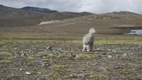 Landscape of the Peruvian Andes with Alpacas Stock Footage 229556241