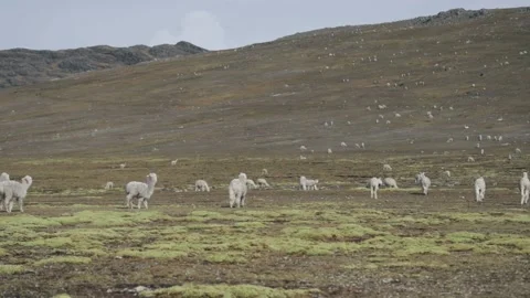 Landscape of the Peruvian Andes with Alpacas Stock Footage 229556255