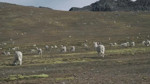 Landscape of the Peruvian Andes with Alpacas. Stock Footage 229556258