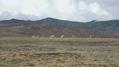 Landscape of the Peruvian Andes with Alpacas, mountains and sky. Stock Footage 229555923