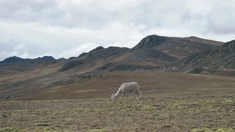 Landscape of the Peruvian Andes with Alpacas, mountains and sky. Stock Footage 229555959