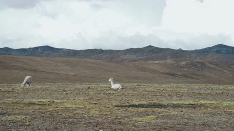 Landscape of the Peruvian Andes with Alpacas, mountains and sky. Stock Footage 229555960