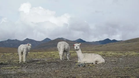 Landscape of the Peruvian Andes with Alpacas, mountains and sky. Stock Footage 229556105