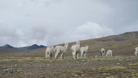 Landscape of the Peruvian Andes with Alpacas, mountains and sky. Stock Footage 229556135