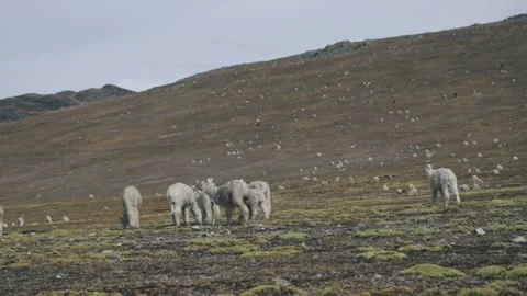 Landscape of the Peruvian Andes with Alpacas, mountains and sky. Stock Footage 229556136