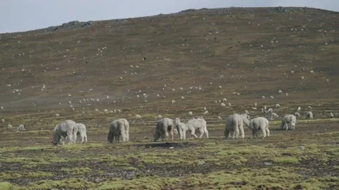 Landscape of the Peruvian Andes with Alpacas, mountains and sky. Stock Footage 229556162