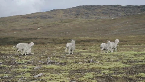 Landscape of the Peruvian Andes with Alpacas, mountains and sky. Stock Footage 229556219