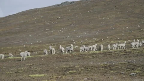Landscape of the Peruvian Andes with Alpacas, mountains and sky. Stock Footage 229556358