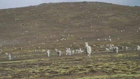 Landscape of the Peruvian Andes with Alpacas, mountains and sky. Stock Footage 229556364