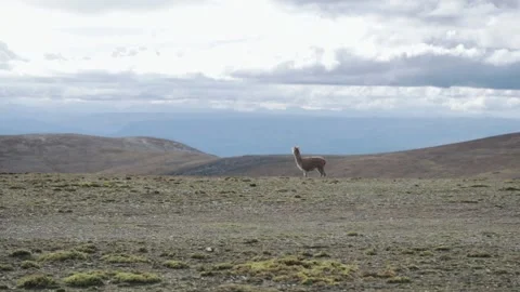 Landscape of the Peruvian Andes with Alpacas, mountains and sky. Stock Footage 229556365