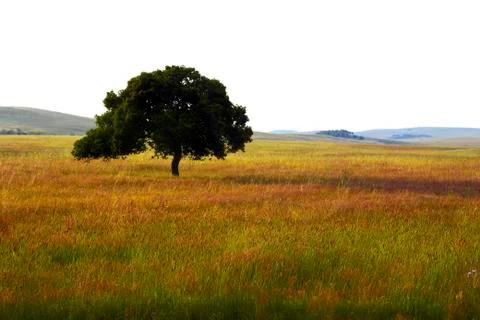 Landscape Stock Photos