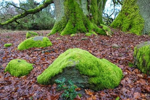 Landscape Stock Photos