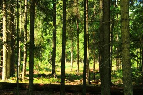 Landscape. Stock Photos