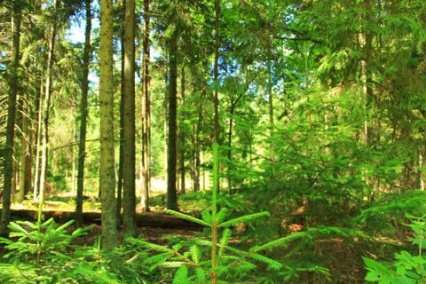 Landscape. Stock Photos