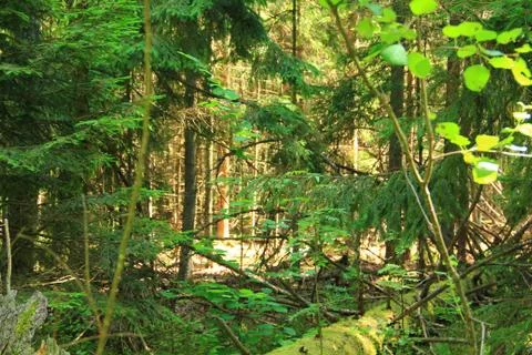 Landscape. Stock Photos