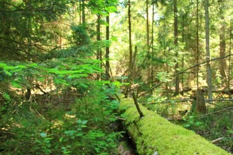 Landscape. Stock Photos