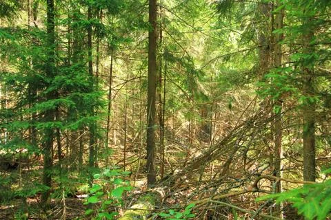 Landscape. Stock Photos