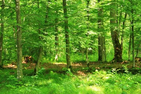 Landscape. Stock Photos