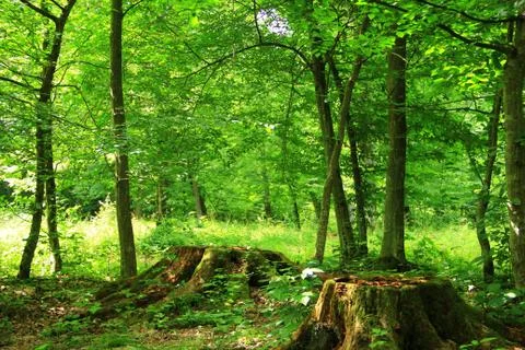 Landscape. Stock Photos