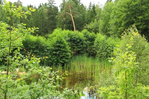 Landscape Stock Photos