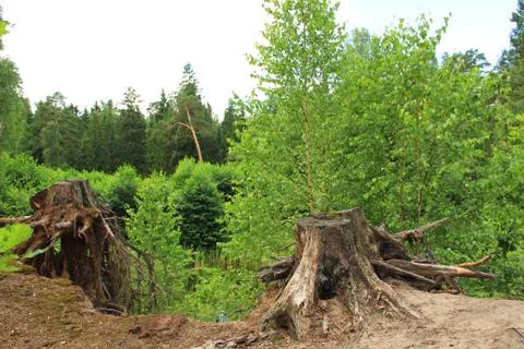 Landscape Stock Photos