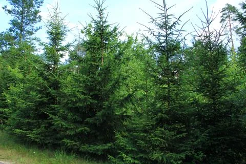 Landscape Foto stock