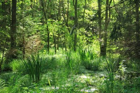 Landscape Stock Photos