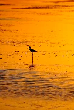 Landscape Stock Photos