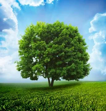 Landscape Stock Photos