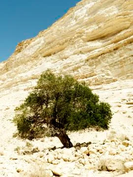Landscape Stock Photos
