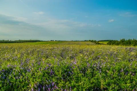 Landscape Foto stock