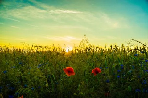 Landscape Stock Photos