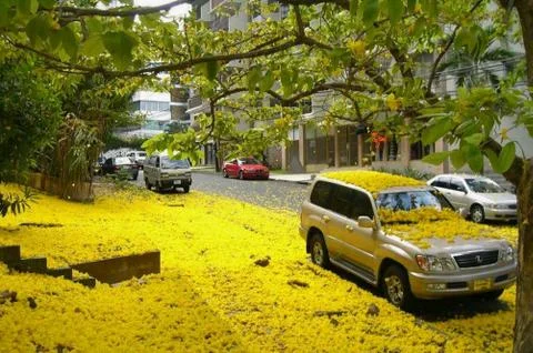 Landscape 库存照片